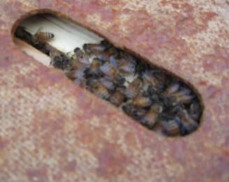 Wakefield Bees Get a Winter Check-up Wakefield Bees Get a Winter Check-up
