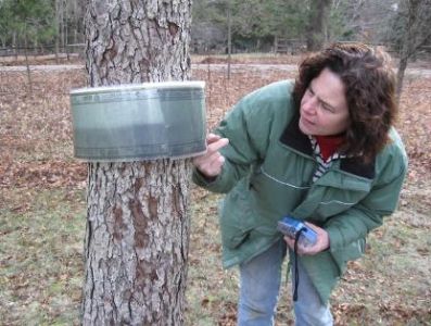 Wakefield Estate Takes on the Winter Moth; Begins to Test Different Non-Toxic Control Strategies Wakefield Estate Takes on the Winter Moth; Begins to Test Different Non-Toxic Control Strategies
