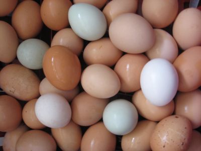 Thacher Montessori Launches Egg Business