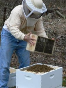 Bees Arrive At Wakefield