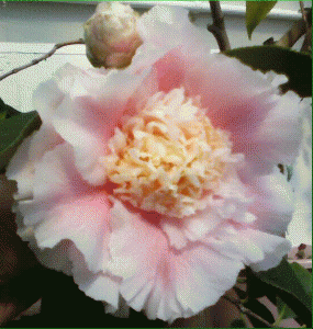 Polly Wakefield’s Camellias Take Gold at Annual Camellia Show