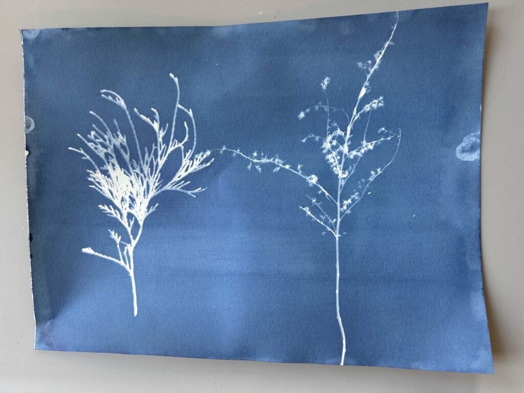 Botanical Cyanotype Workshop