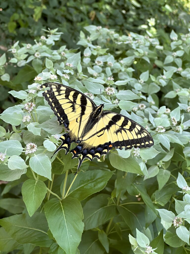 July Open Garden