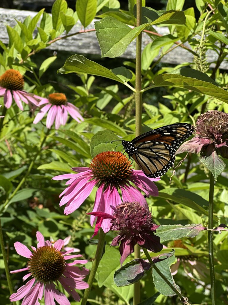 September Open Garden