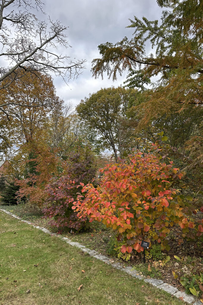 October Plant of the Month – Fothergilla October Plant of the Month – Fothergilla
