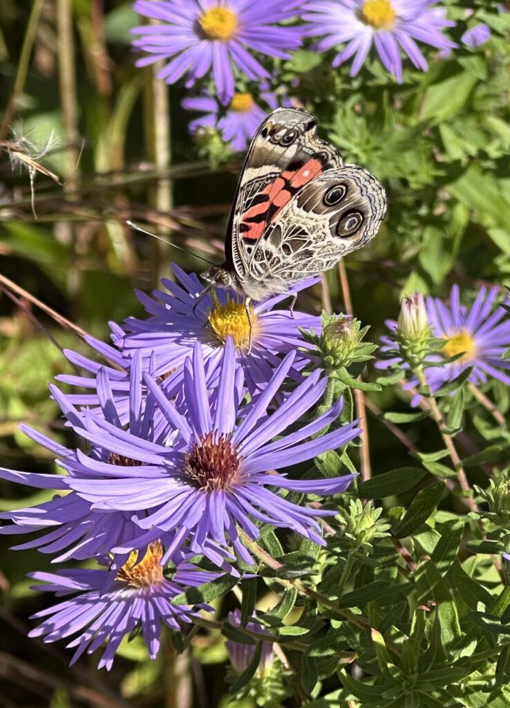 Native Plant Seed Sowing Workshop Native Plant Seed Sowing Workshop