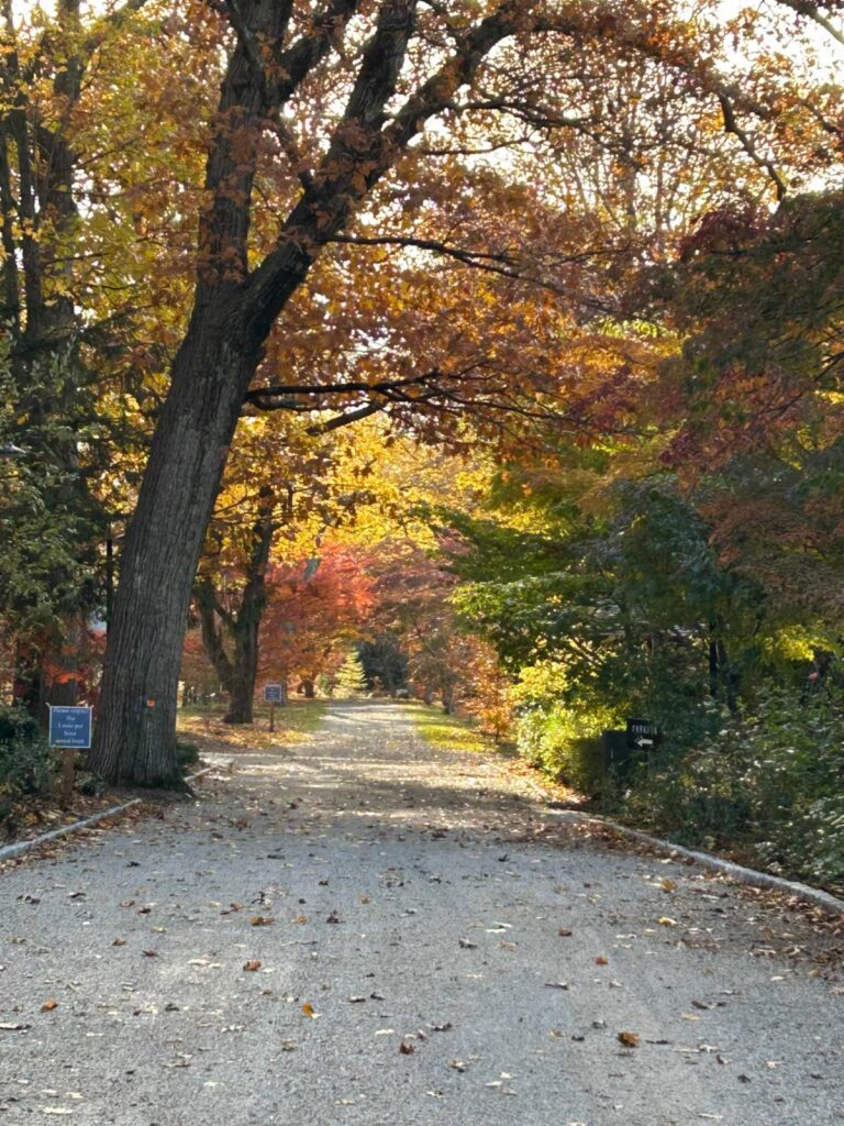 Enjoy the Dogwood Lane Fall Quarterly