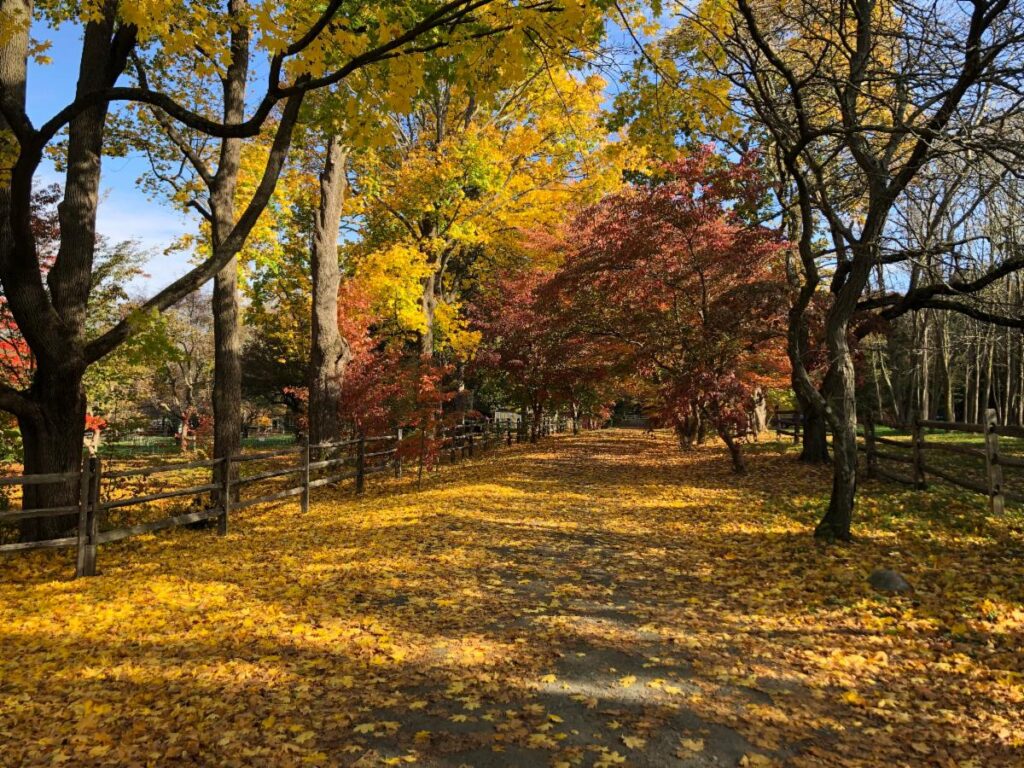 Dogwood Lane Vol. 5, Issue 1 – Collection Highlights from The Mary May Binney Wakefield Arboretum