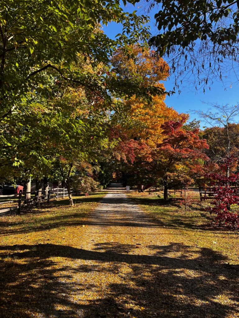 Dogwood Lane Vol. 7, Issue 1 –  The Mary May Binney Wakefield Arboretum Conifer Standouts 