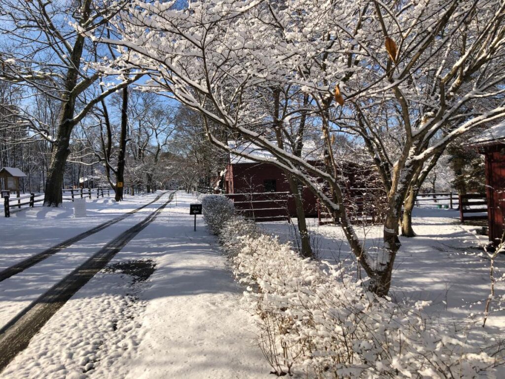 Dogwood Lane Vol. 5, Issue 2- Preserving the Mary May Binney Wakefield Arboretum Plant Collection in a Changing Climate