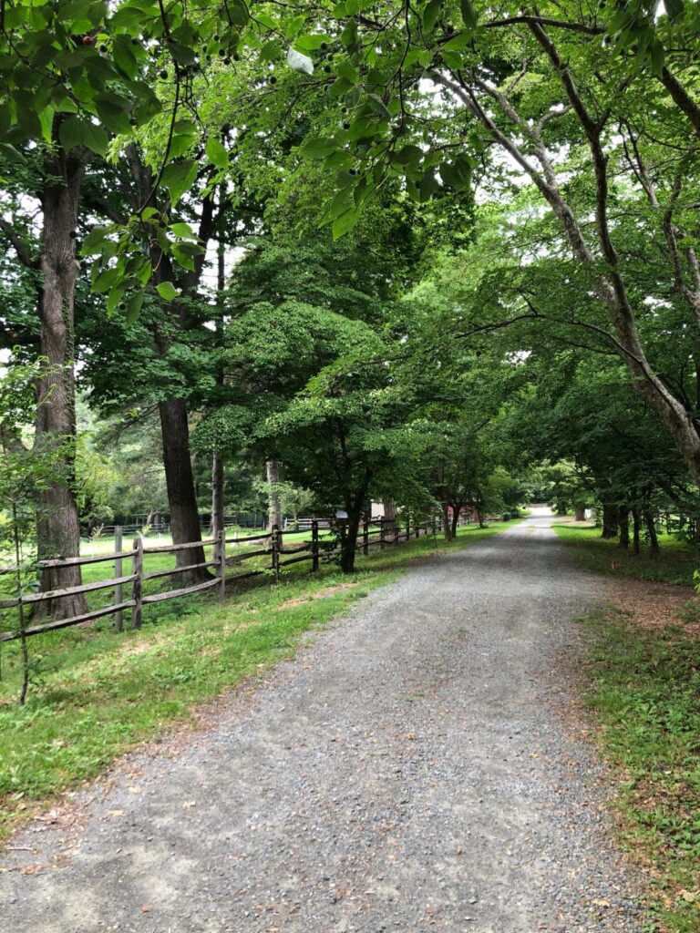 Dogwood Lane Vol. 5, Issue 4 – Collection Highlights from the Mary May Binney Wakefield Arboretum