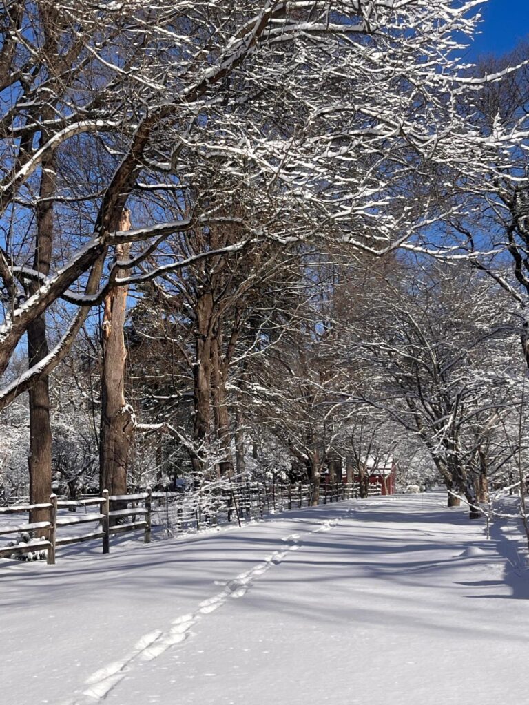 Dogwood Lane Volume 7, Issue 2 – Winter Observations at the Mary May Binney Wakefield Arboretum