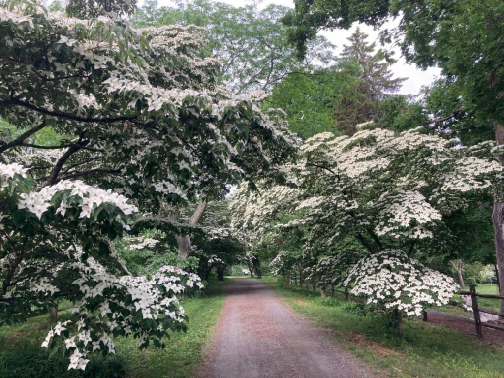 Dogwood Lane, Vol. 4, Issue 4 – Polly Wakefield’s Work to Create, Patent, and Name New Kousa Cultivars