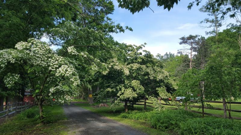 Dogwood Lane Vol. 1, Issue 3 – A Deeper Look at Wakefield Family History