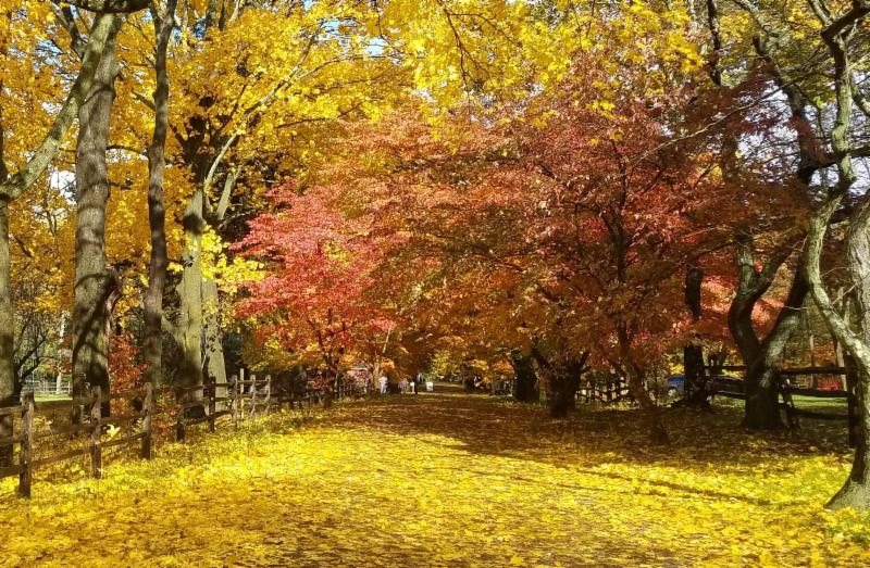 Dogwood Lane Vol. 1, Issue 1 – Wakefield Estate Educational Programming