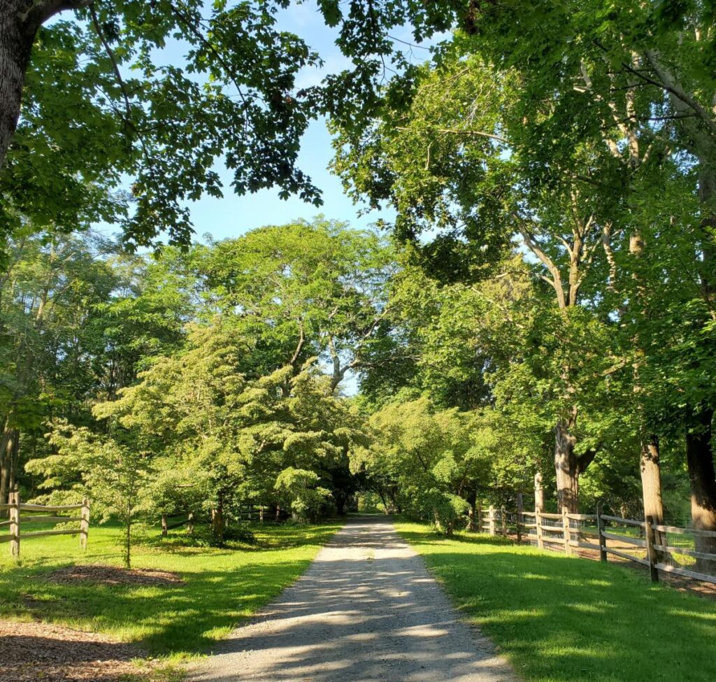 Dogwood Lane Vol. 3, Issue 4 – Features and Objects, Part 2