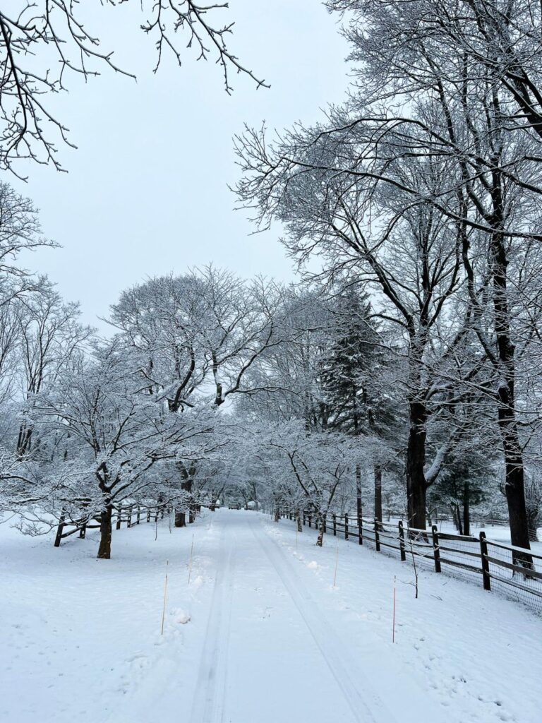 Dogwood Lane Vol. 6, Issue 2 – Winter Beauty at the Mary May Binney Wakefield Arboretum