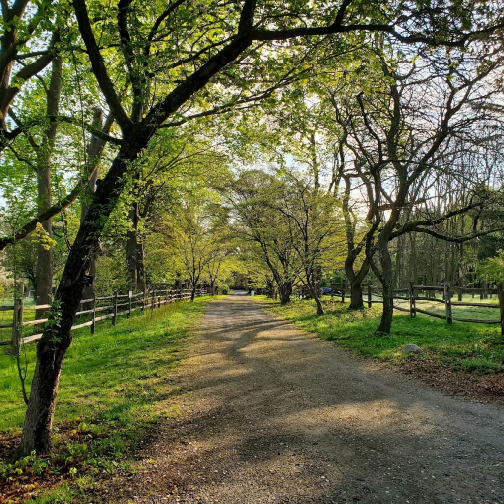 Dogwood Lane Vol.5, Issue 3- Focusing on the Meaning of an Arboretum