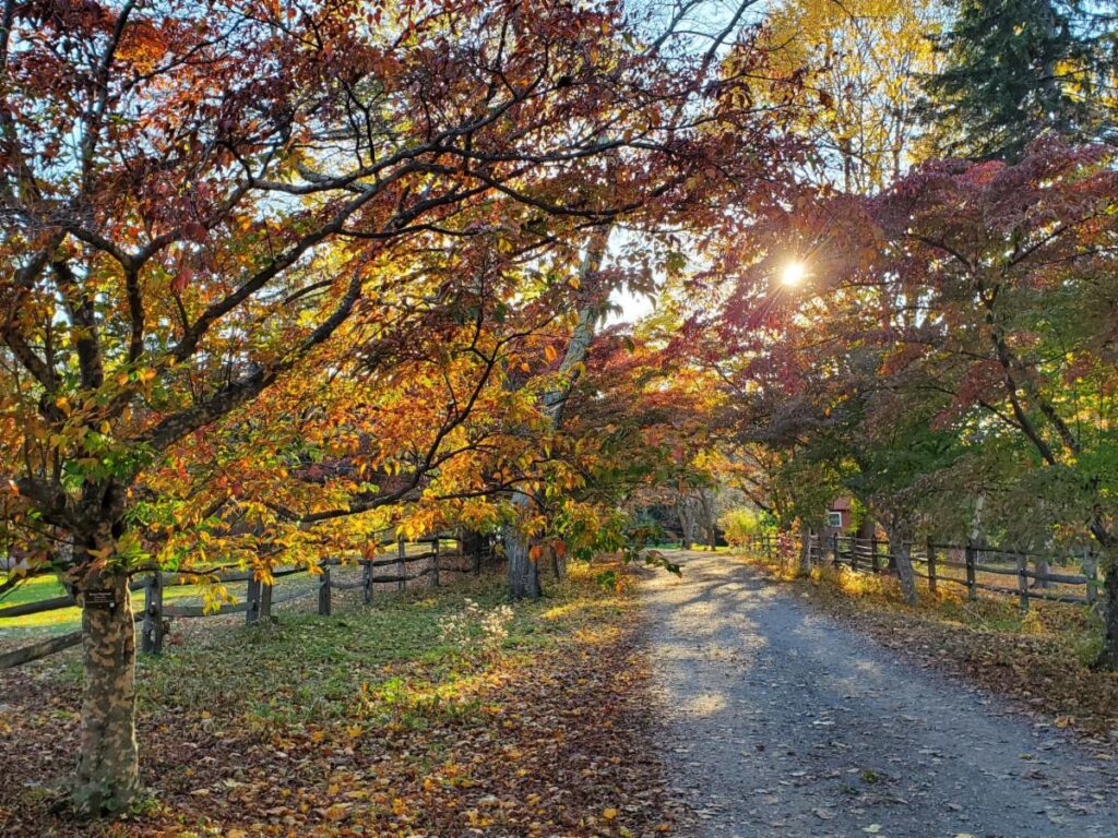 Dogwood Lane Vol. 2, Issue 1 – Exploring the Wakefield Estate’s Key Educational Alliances and Partnerships