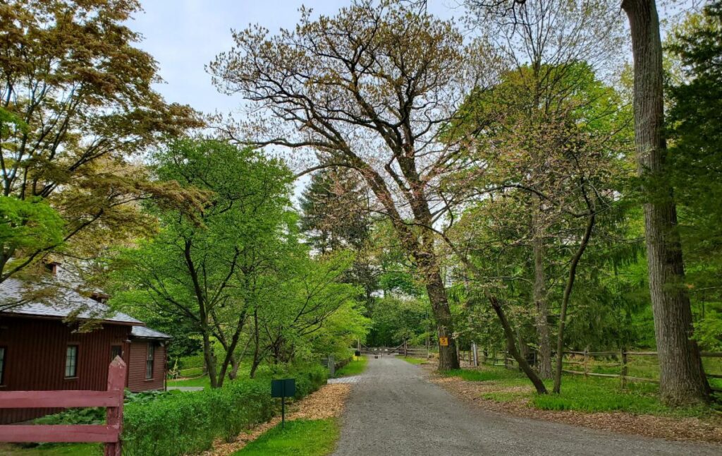 Dogwood Lane Vol. 2, Issue 3 – Exploring the Impulse to Collect Plants