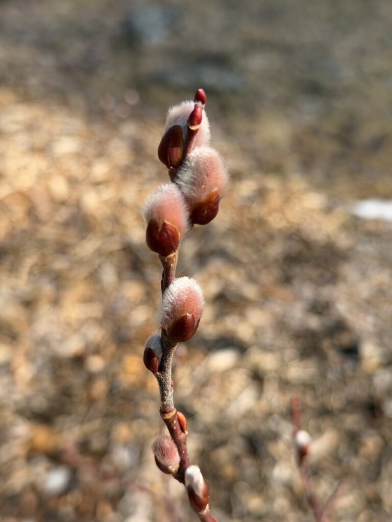 Enjoy our April  e-newsletter!