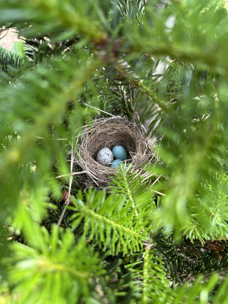 Early Morning Birding