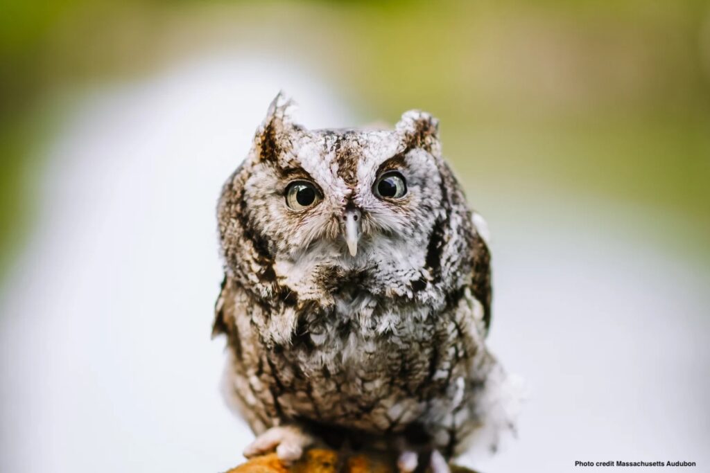 Animal Encounters with Massachusetts Audubon Animal Encounters with Massachusetts Audubon