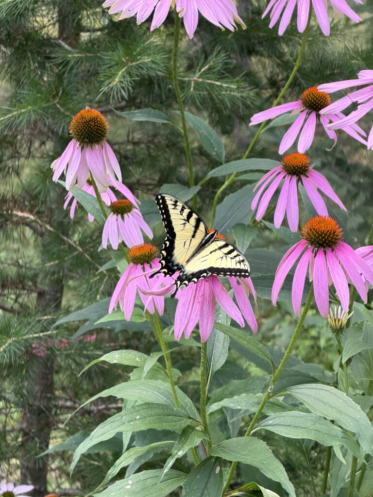 Enjoy our August e-newsletter!