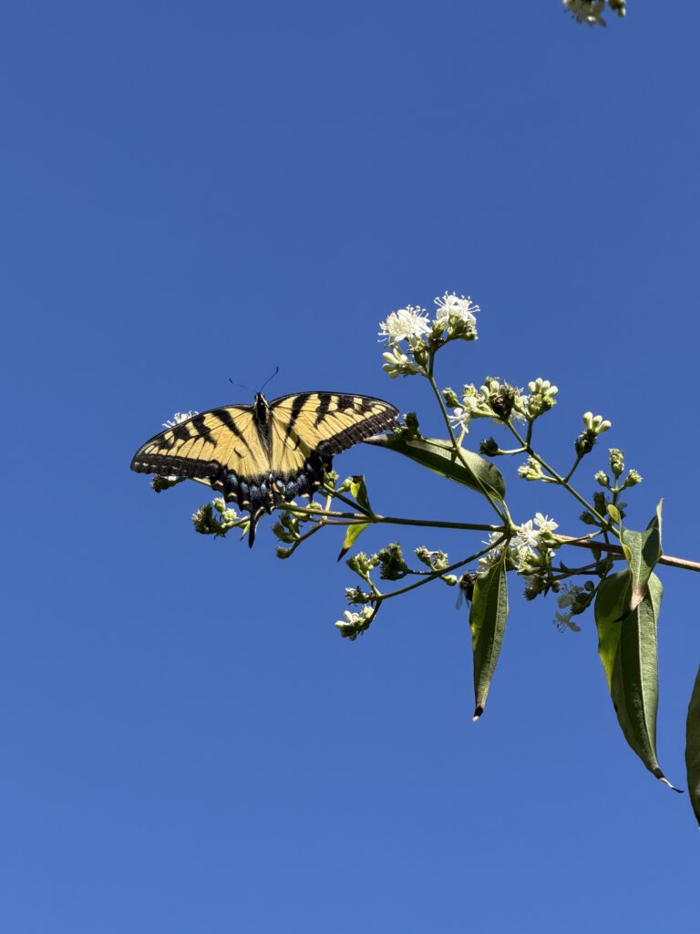 Please enjoy our October e-newsletter!
